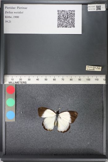 Media type: image;   Entomology 131739